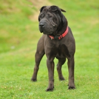 Picture of brushg coat sharpei watching another dog in distance