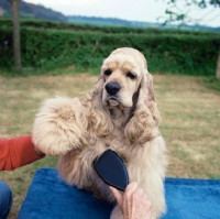 Picture of brushing an american cocker spanel