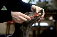 Picture of brushing teeth