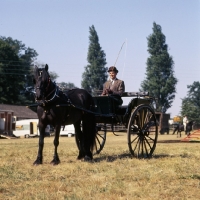 Picture of Brymor Mimi, Dales Pony in harness, driving 