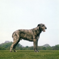 Picture of buckhurst  hugh of eaglescrag, irish wolfhound side view