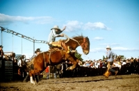 Picture of bucking bronco at a queensland rodeo, australia