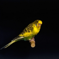 Picture of budgerigar on perch
