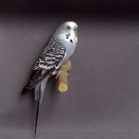 Picture of budgerigar on perch
