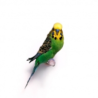 Picture of budgie on white background