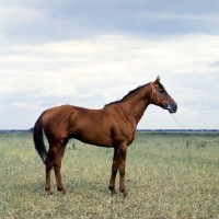 Picture of Budyonny at Rostov on Don, side view with dramatic sky backdrop