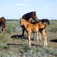 Picture of Budyonny foal full body