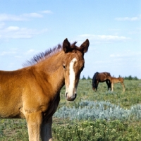 Picture of Budyonny foal head and shoulders 