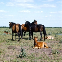 Picture of Budyonny foal lying, with mares