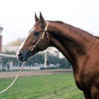 Picture of Budyonny, head and shoulders 