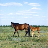 Picture of Budyonny mare with foal full body 