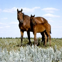 Picture of Budyonny mare with foal full body 