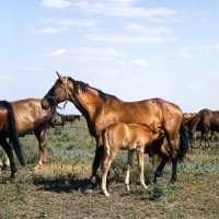Picture of Budyonny mare with foal suckling