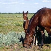 Picture of Budyonny mare with foal 