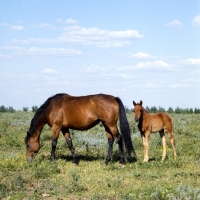 Picture of Budyonny mare with foal 