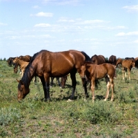 Picture of Budyonny mares grazing with foal full body
