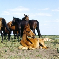 Picture of Budyonny mares with a foal lying down