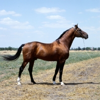 Picture of Budyonny stallion at Rostov on Don