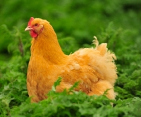 Picture of Buff Orpington amongst greenery