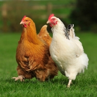 Picture of buff orpington and a light sussex