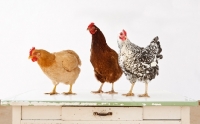 Picture of Buff Orpington and Silver Laced Wyandotte chicken