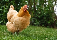 Picture of Buff Orpington chicken on grass