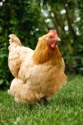 Picture of buff orpington chicken on grass