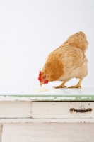 Picture of Buff Orpington chicken on table