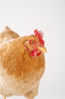 Picture of Buff Orpington hen portrait