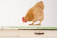 Picture of Buff Orpington hen