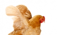 Picture of Buff Orpington