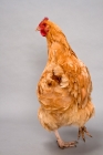 Picture of Buff Rock hen walking away in studio