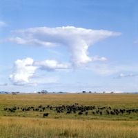 Picture of buffalo herd in queen elizabeth np, Uganda