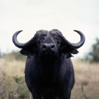 Picture of buffalo in east africa, queen elizabeth np, head study