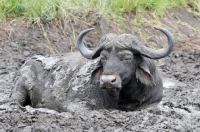 Picture of Buffalo in mud