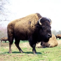 Picture of buffalo in usa, bison