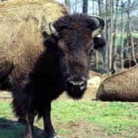 Picture of buffalo in usa