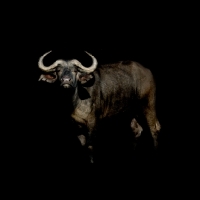 Picture of buffalo on black background