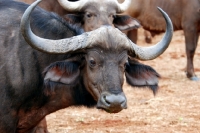 Picture of Buffalo portrait