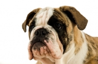 Picture of bull dog isolated on a white background
