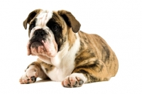 Picture of bull dog lying down isolated on a white background