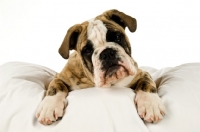 Picture of bull dog lying on a bed isolated on a white background