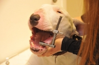 Picture of Bull Terrier at vet