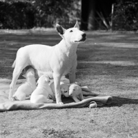 Picture of bull terrier bitch with her puppies