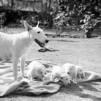 Picture of bull terrier bitch with her puppies