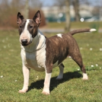 Picture of Bull Terrier dog standing on grass