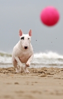 Picture of Bull Terrier focused on ball