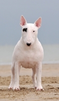 Picture of Bull Terrier front view
