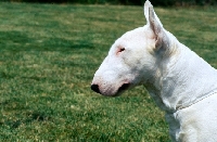 Picture of bull terrier head in profile