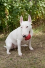 Picture of Bull Terrier holding a red ball in her mouth
